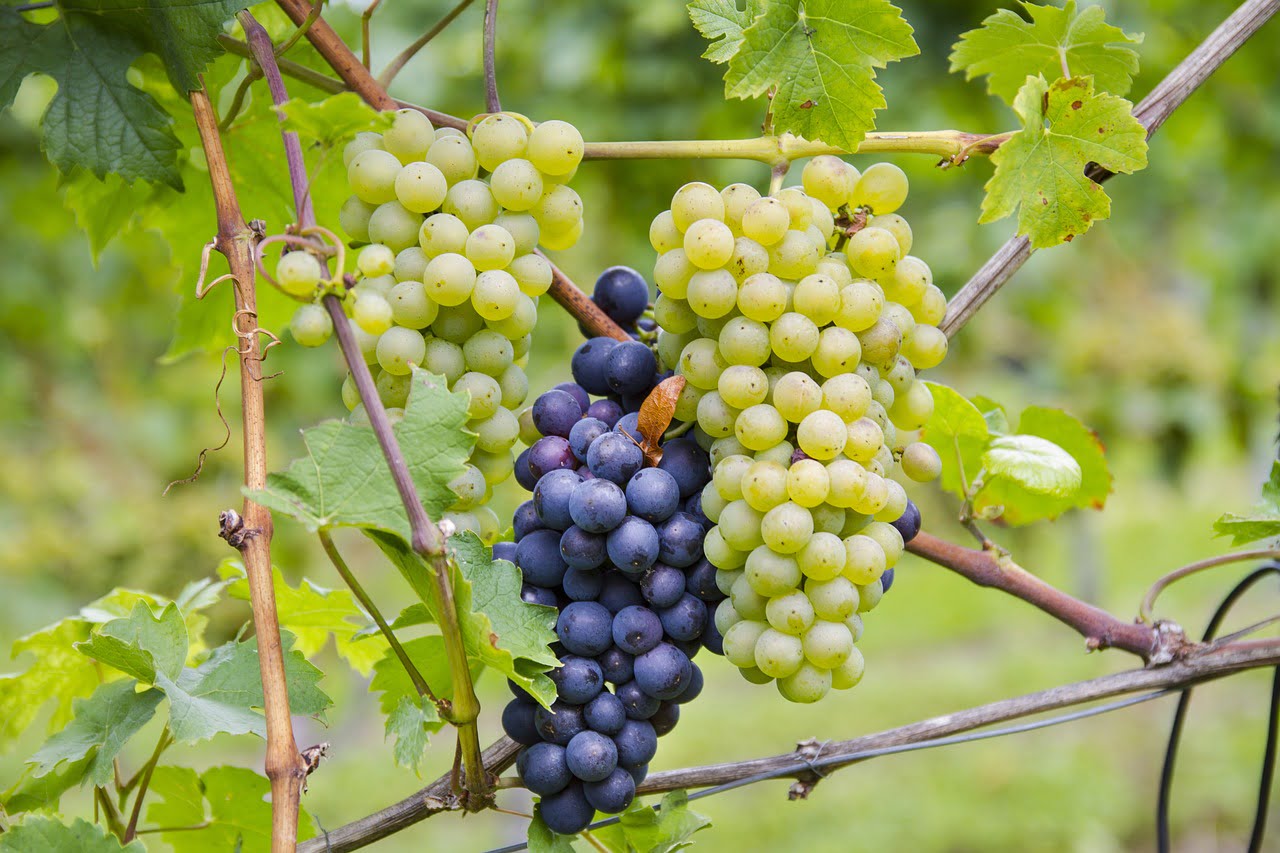 Pinot Grigio, Prosecco & Primitivo Festival