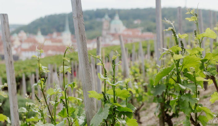 St. Wenceslas Wine Festival